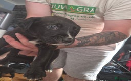 Mixed Breed dogs for sale: Labrador/irish wolf hound  - Image 23