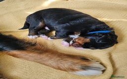 Bernese Mountain Dog dogs for sale: Gorgeous Bernese Mountain Dog Puppies Ready Soon - Image 4