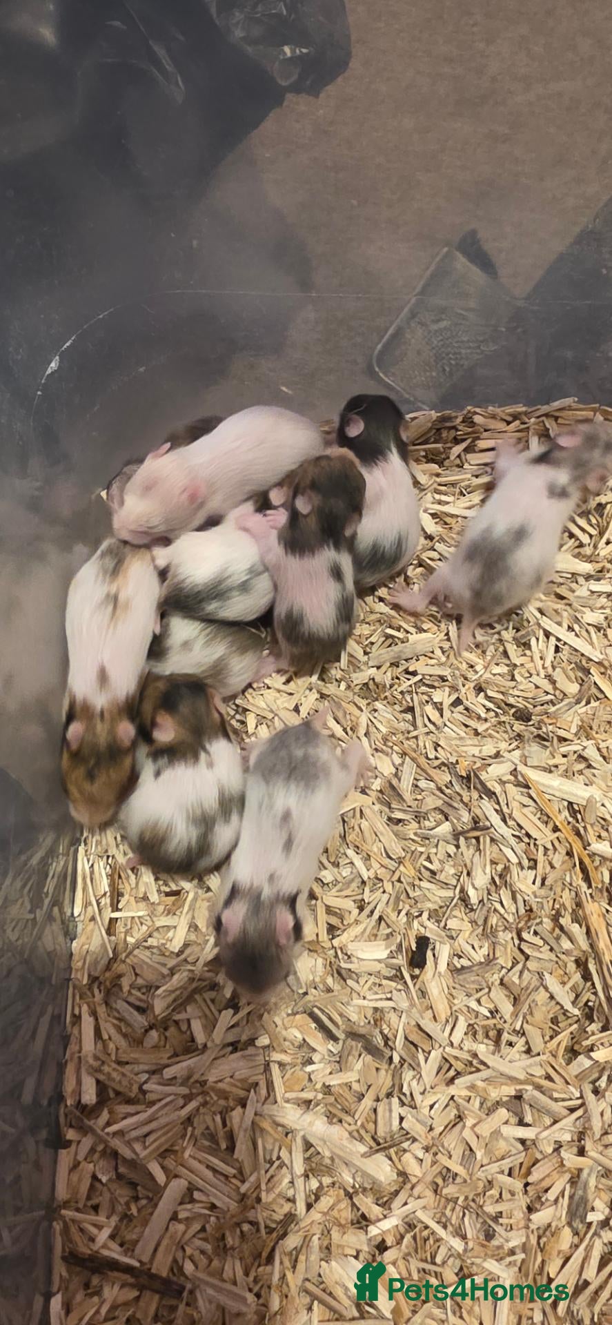 Hamster rodents 12 baby Syrian Hamsters  - Advert 2