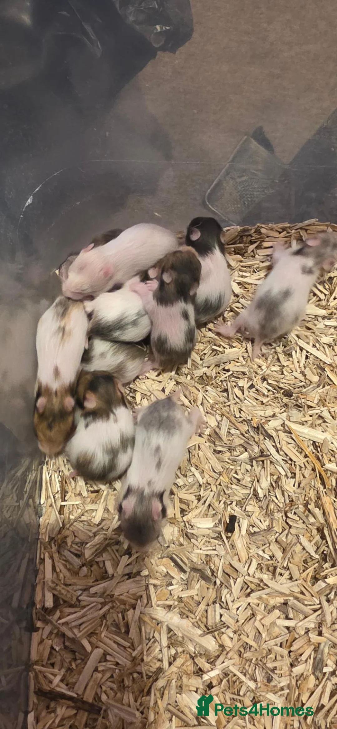 Hamster rodents for sale: 12 baby Syrian Hamsters  - Advert 2