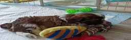 Shih Tzu dogs for sale: Two Beautiful Girls  - Advert 6