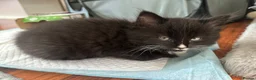 Mixed Breed cats for sale: 8 beautiful fluffy kittens 😻 - Advert 13