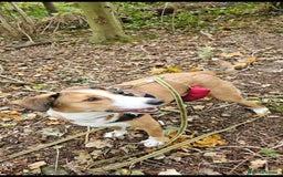 Mixed Breed dogs for sale: New Home  - Image 3