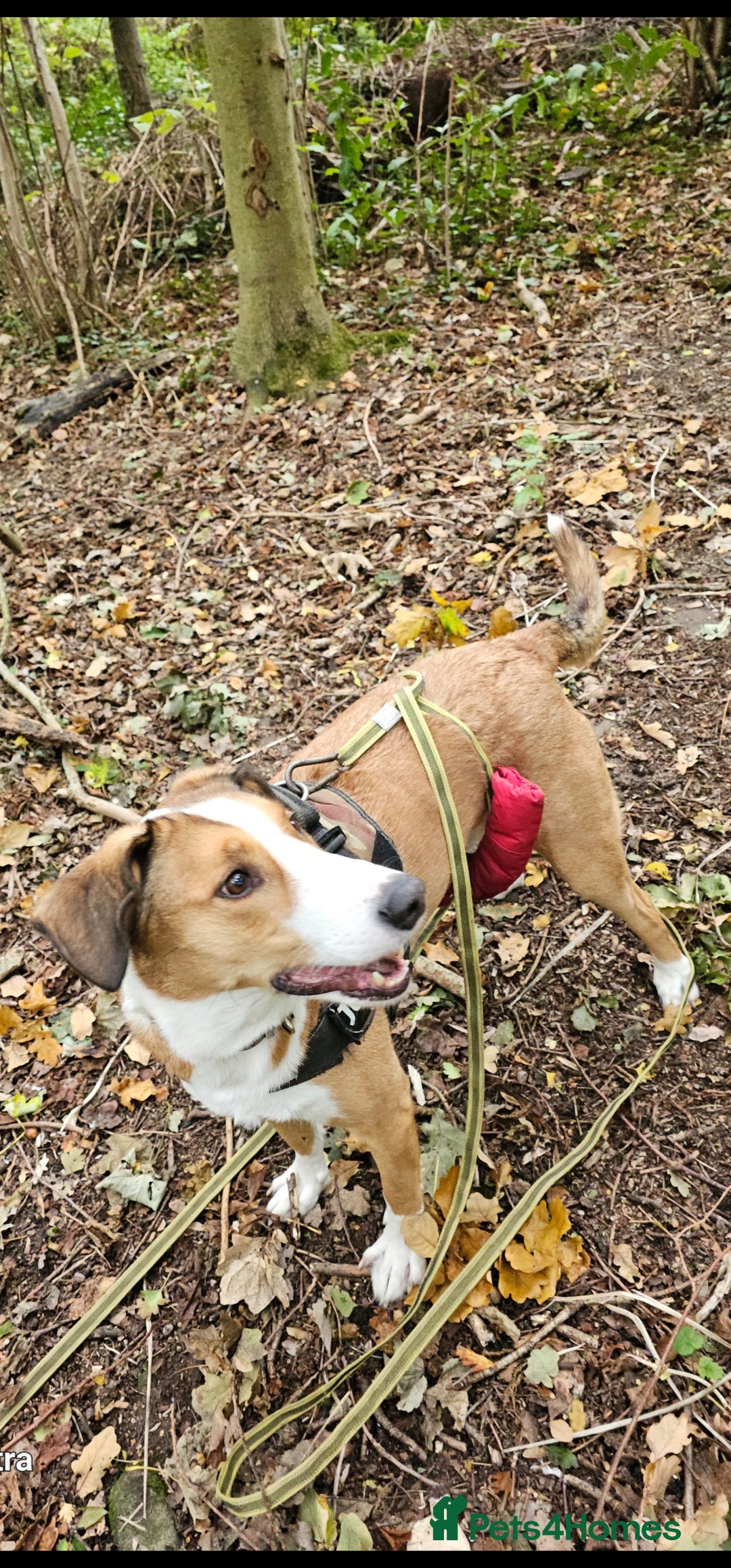Mixed Breed dogs for sale: New Home  - Image 3