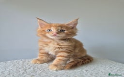 Maine Coon cats for sale: 6 TICA-Registered Maine Coon Kittens Available - Image 1