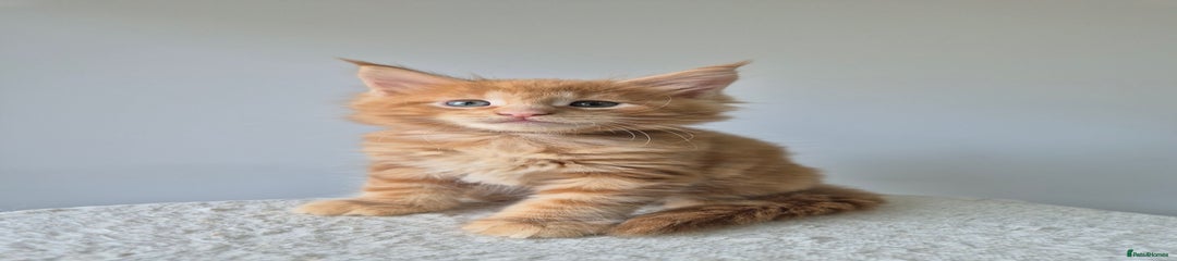 Maine Coon Kitten 1