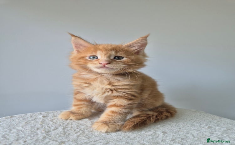 Maine Coon cats - Advert 1