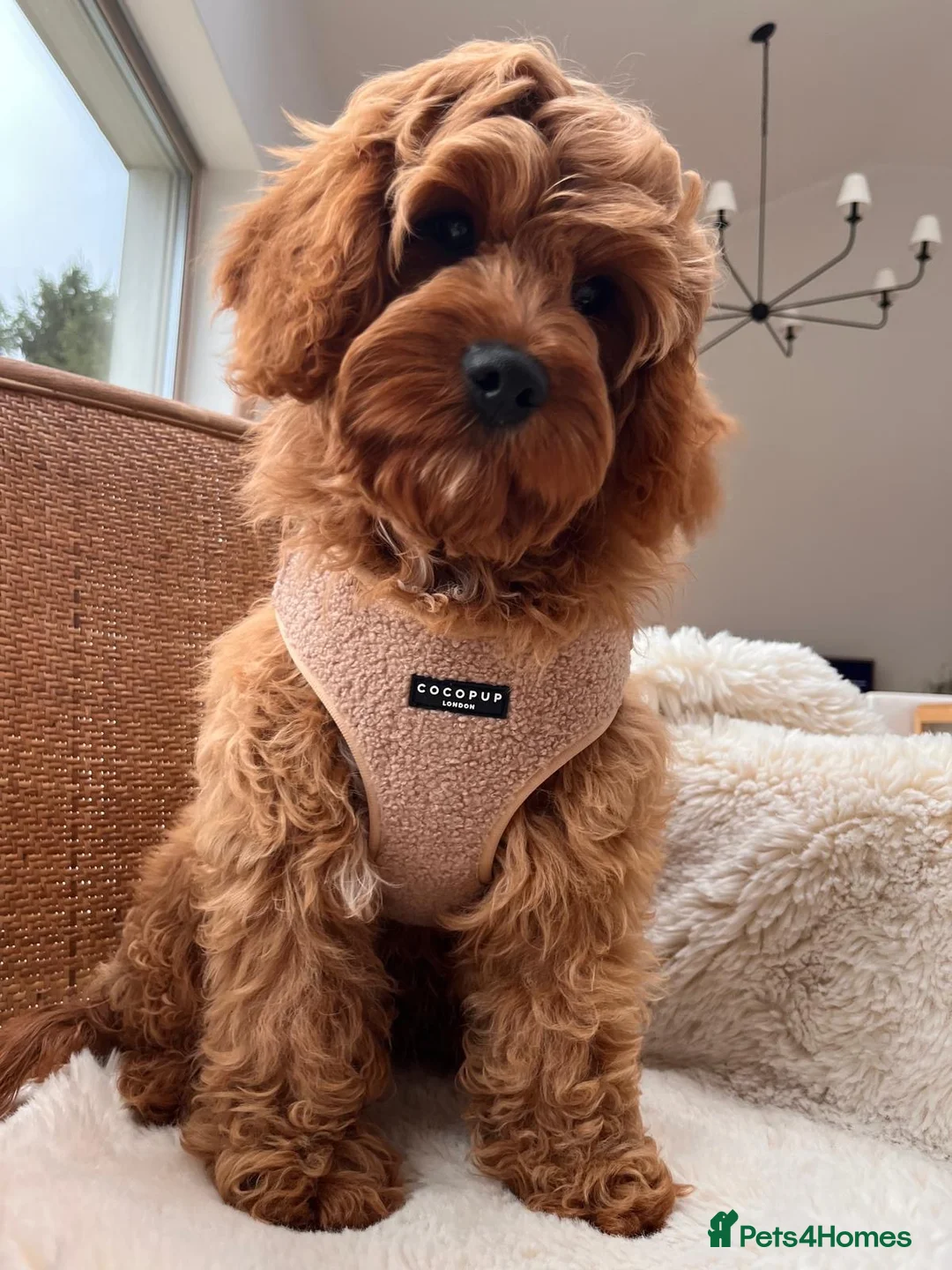 Cavapoo dogs for sale: Cavapoo boy - Advert 1