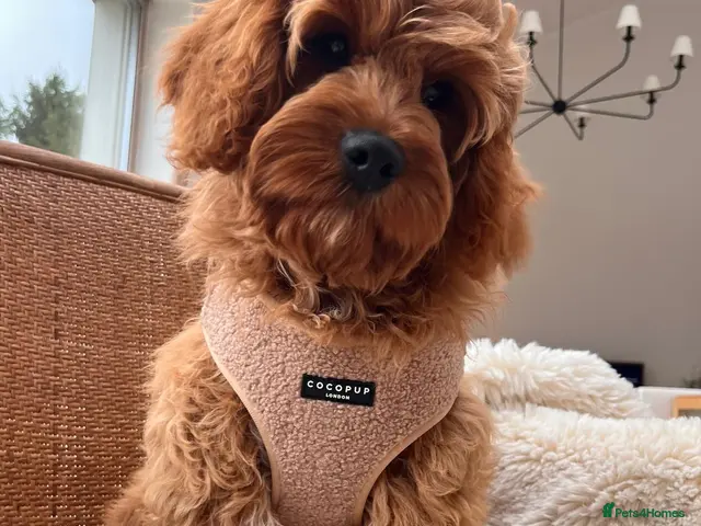 Cavapoo dogs for sale: Cavapoo boy - Advert 1