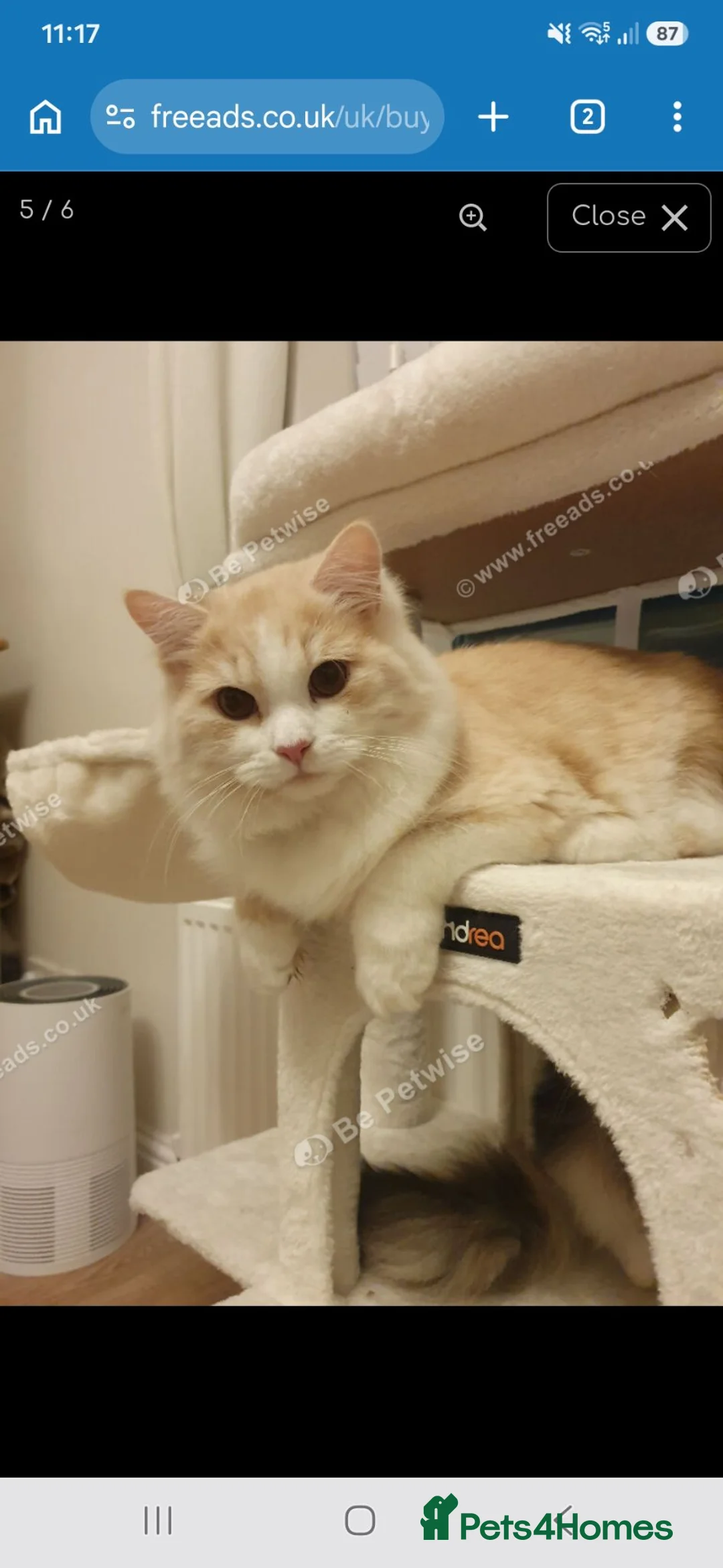 Persian cats for sale: Persian cat rehoming  - Advert 6