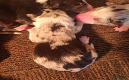Border Collie dogs for sale: Beautiful Collie Puppies  - Image 4