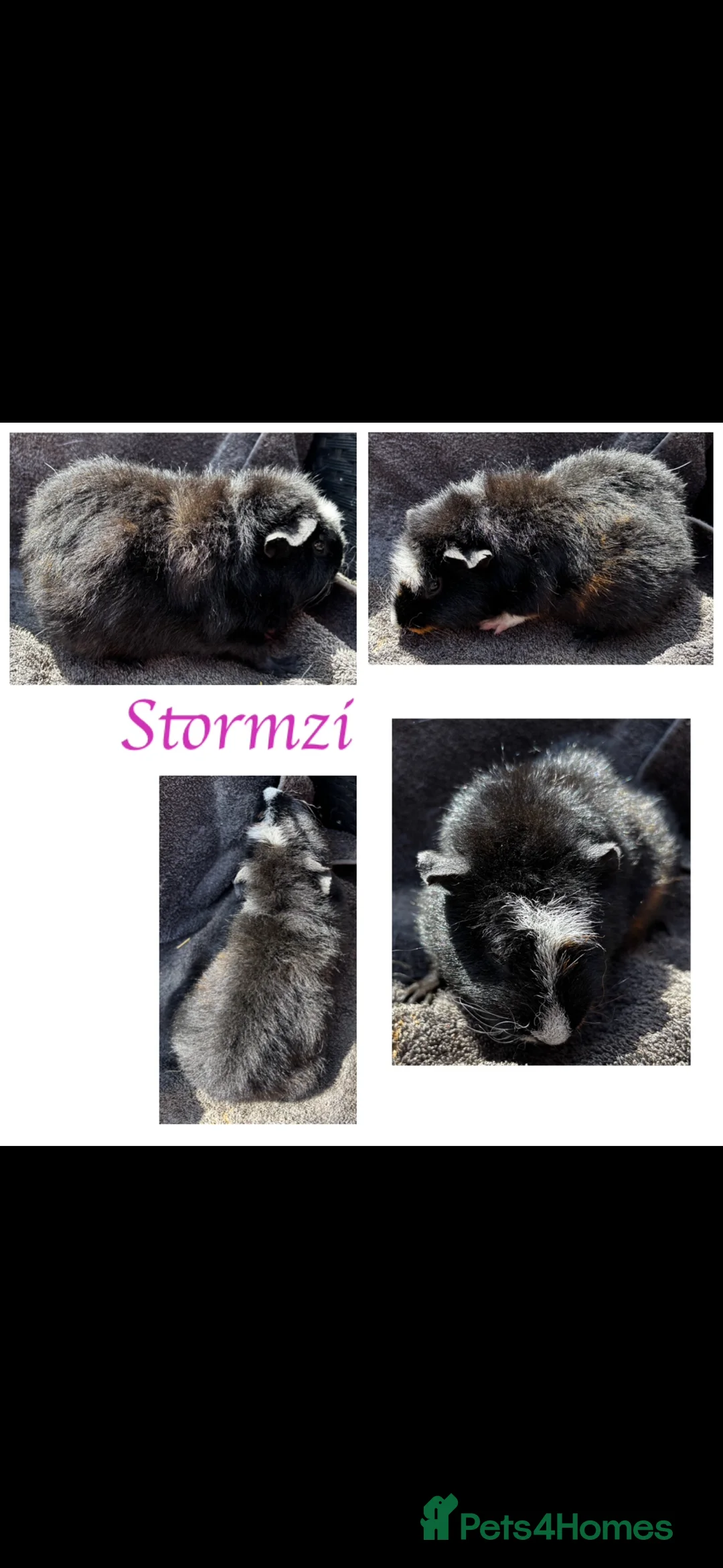 Guinea Pig rodents for sale: X2 female guinea pigs.  - Advert 2