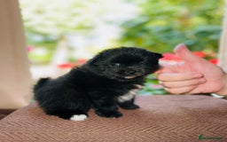 Pomeranian dogs for sale: Cute Pomeranian Puppies Looking for loving home - Image 5