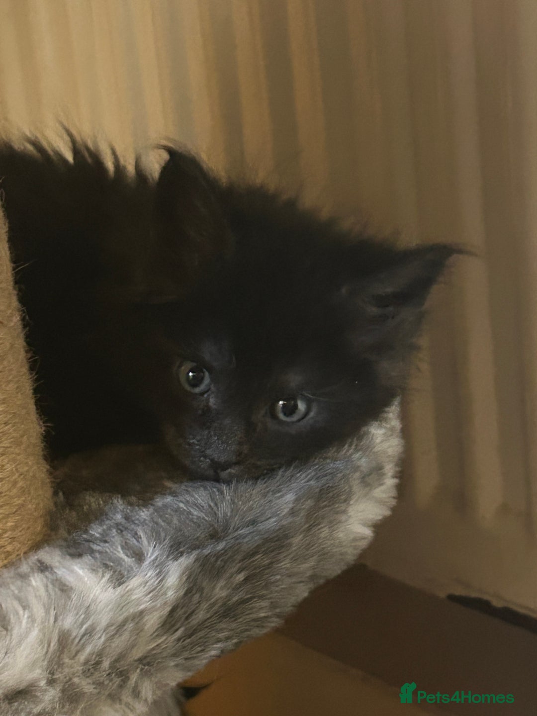 Maine Coon cats for sale: 8 beautiful mainecoon kittens for sale - Advert 28