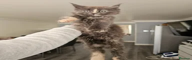 Maine Coon Kitten 6