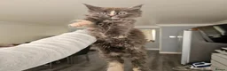 Maine Coon cats for sale: pure MAINE COONS - Advert 14