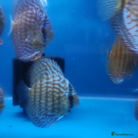 Discus fish - Advert 2