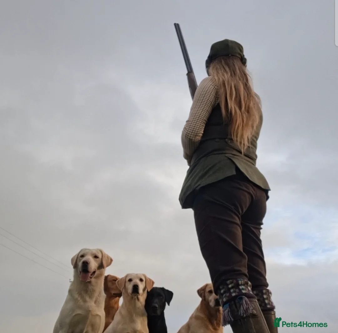 Labrador Retriever dogs for sale: Thistlerun vixen fully trained gundog  - Advert 3