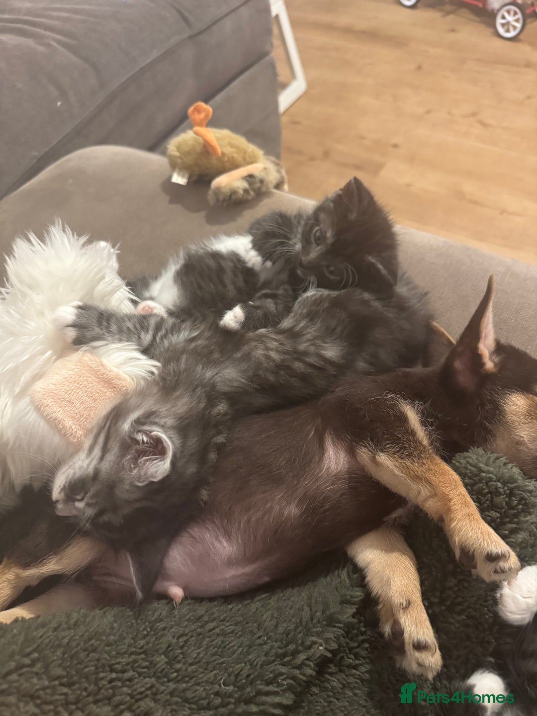 Maine Coon cats for sale: 5 beautiful kittens  - Advert 21