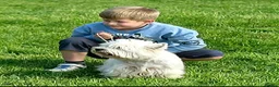 West Highland Terrier dogs for sale: Kc reg, quality Westie WHWT puppies  - Advert 3