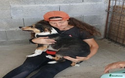 Mixed Breed dogs for adoption: Walter, 3 yrs old. Available for adoption. - Image 10