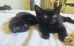 Norwegian Forest Cat cats for sale: Beautiful fluffy kittens - Image 15