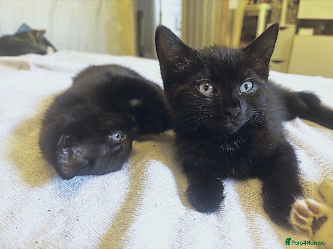 Norwegian Forest Cat cats for sale: Beautiful fluffy kittens - Image 15