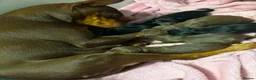 Miniature Pinscher dogs for sale: Miniature Pinschers, Chocolates - Advert 1
