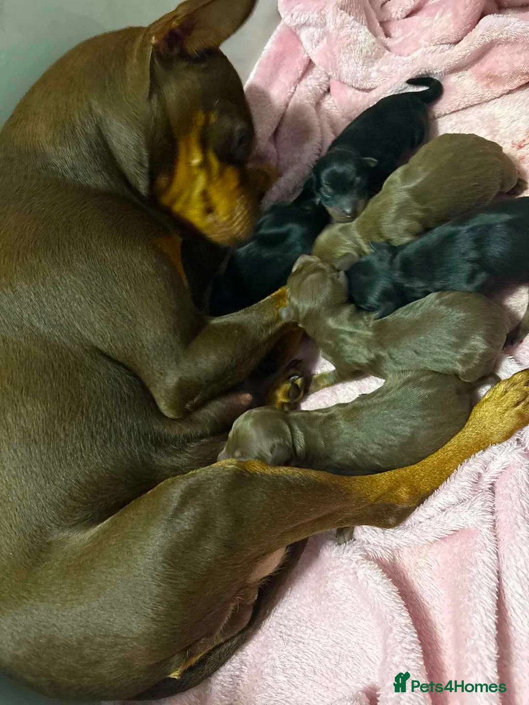 Miniature Pinscher dogs for sale: Miniature Pinschers, Chocolates - Advert 1