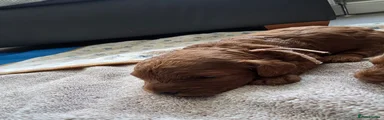 Cavapoo 5