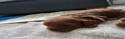Cavapoo dogs for sale: 5 Gorgeous Cavapoo Puppies  - Advert 2