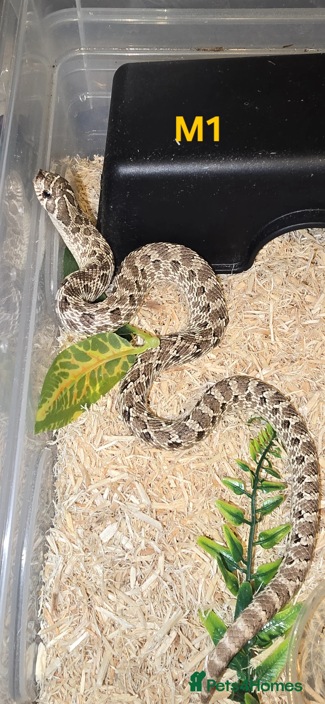 Snake reptiles for sale: Western hognose snakes in Spalding - Advert 4