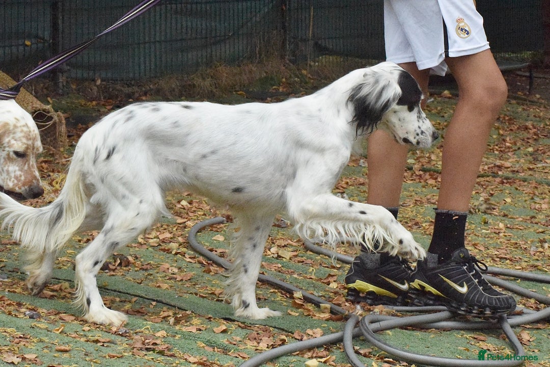 English Setter dogs for adoption: Txispa - Image 7