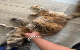 Maine Coon cats for sale: Female MaineCoon  Imported, Loving Home Needed   - Image 2