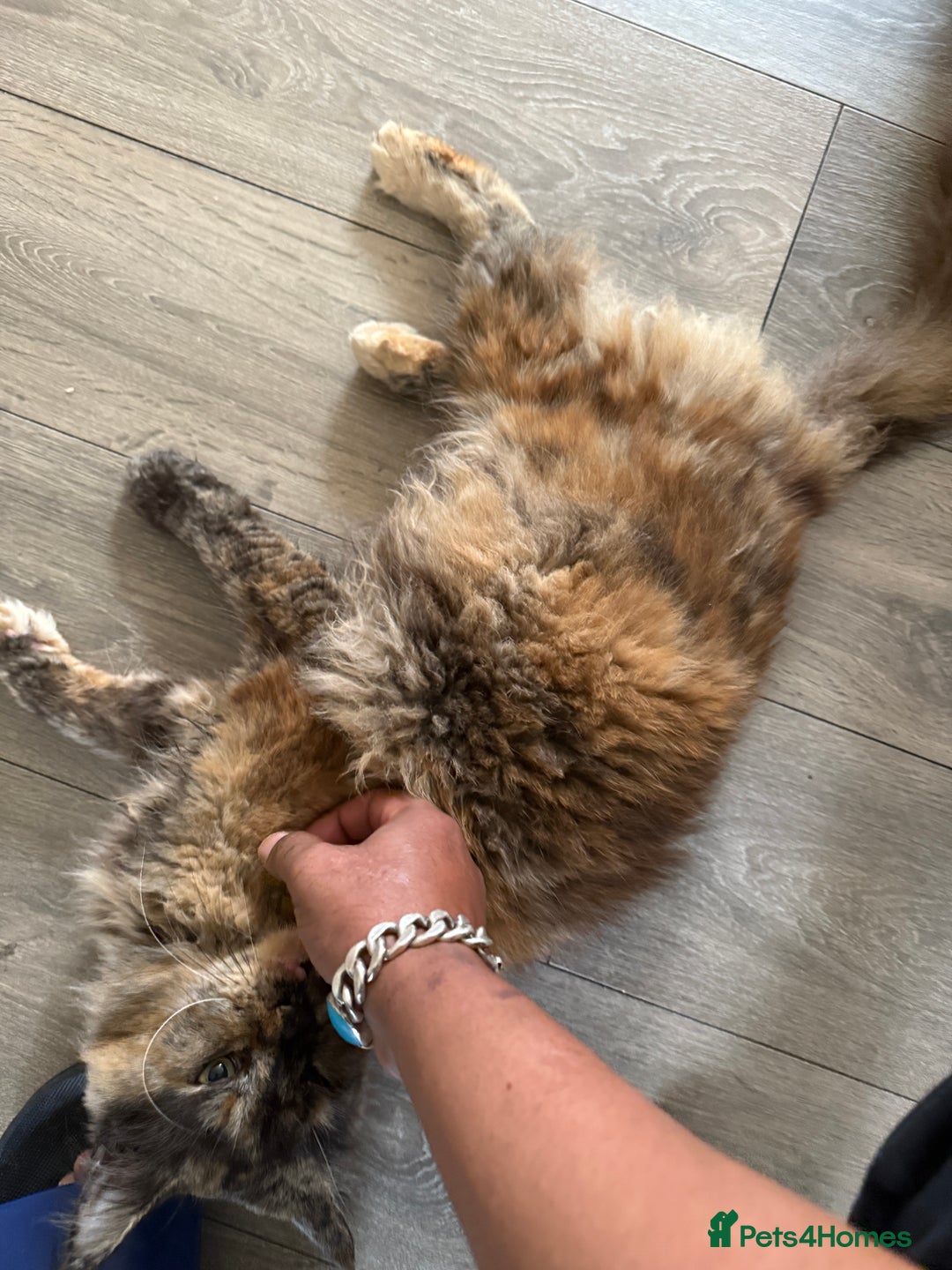Maine Coon cats for sale: Female MaineCoon  Imported, Loving Home Needed   - Image 2