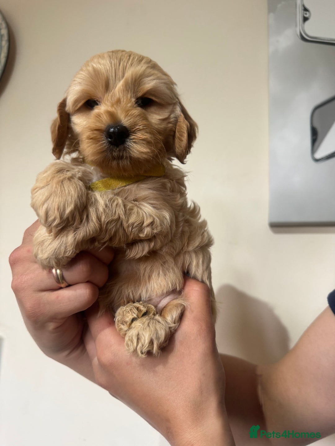 Cockapoo dogs for sale: Beautiful Fully health checked ready 22/09/2025 - Image 8