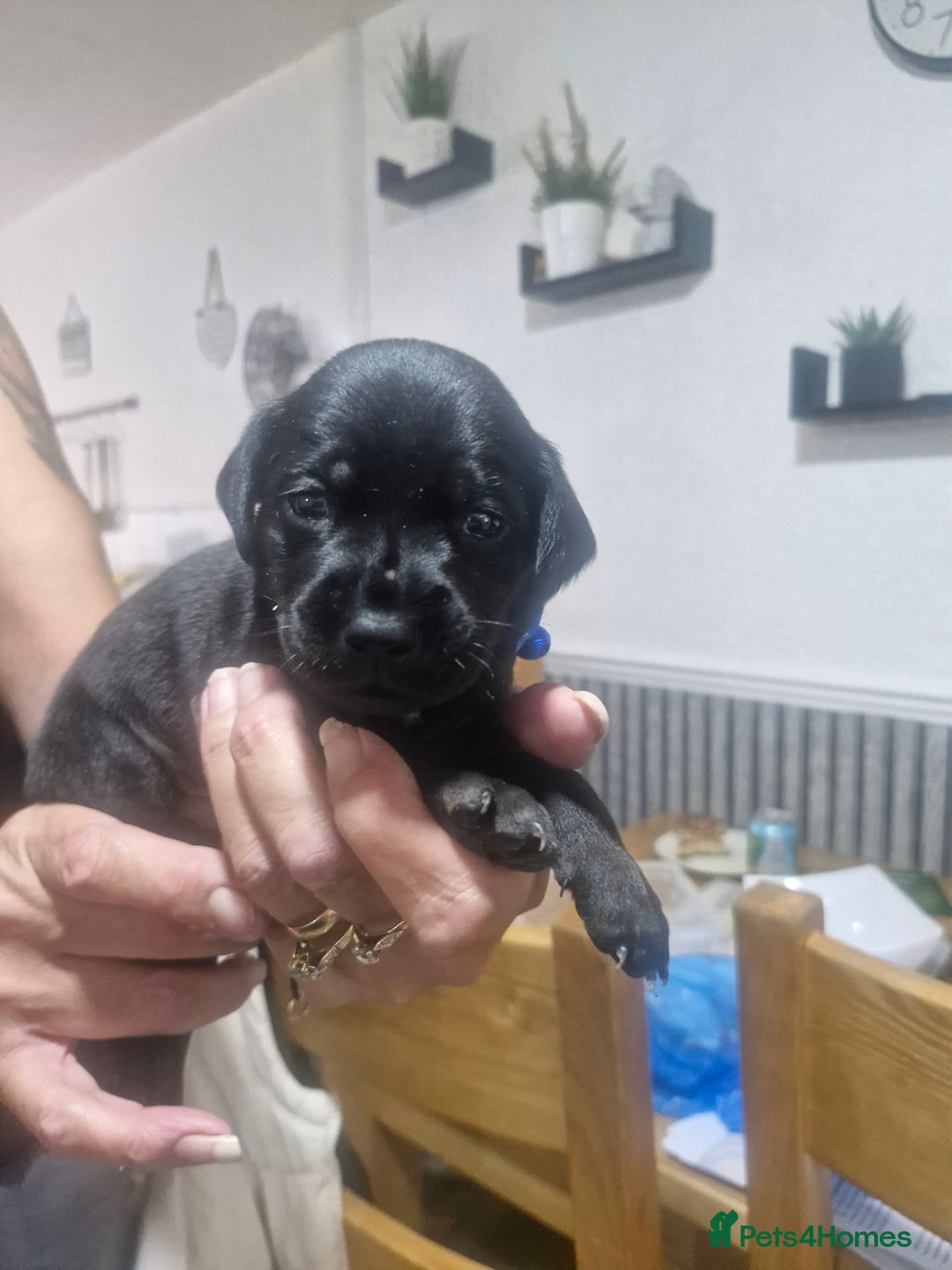 Mixed Breed dogs for sale: Labradoodle x - Image 8