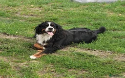 Bernese Mountain Dog dogs for sale: Bernese Mountain Dog – Best Friend for Life ❤️ - Image 8