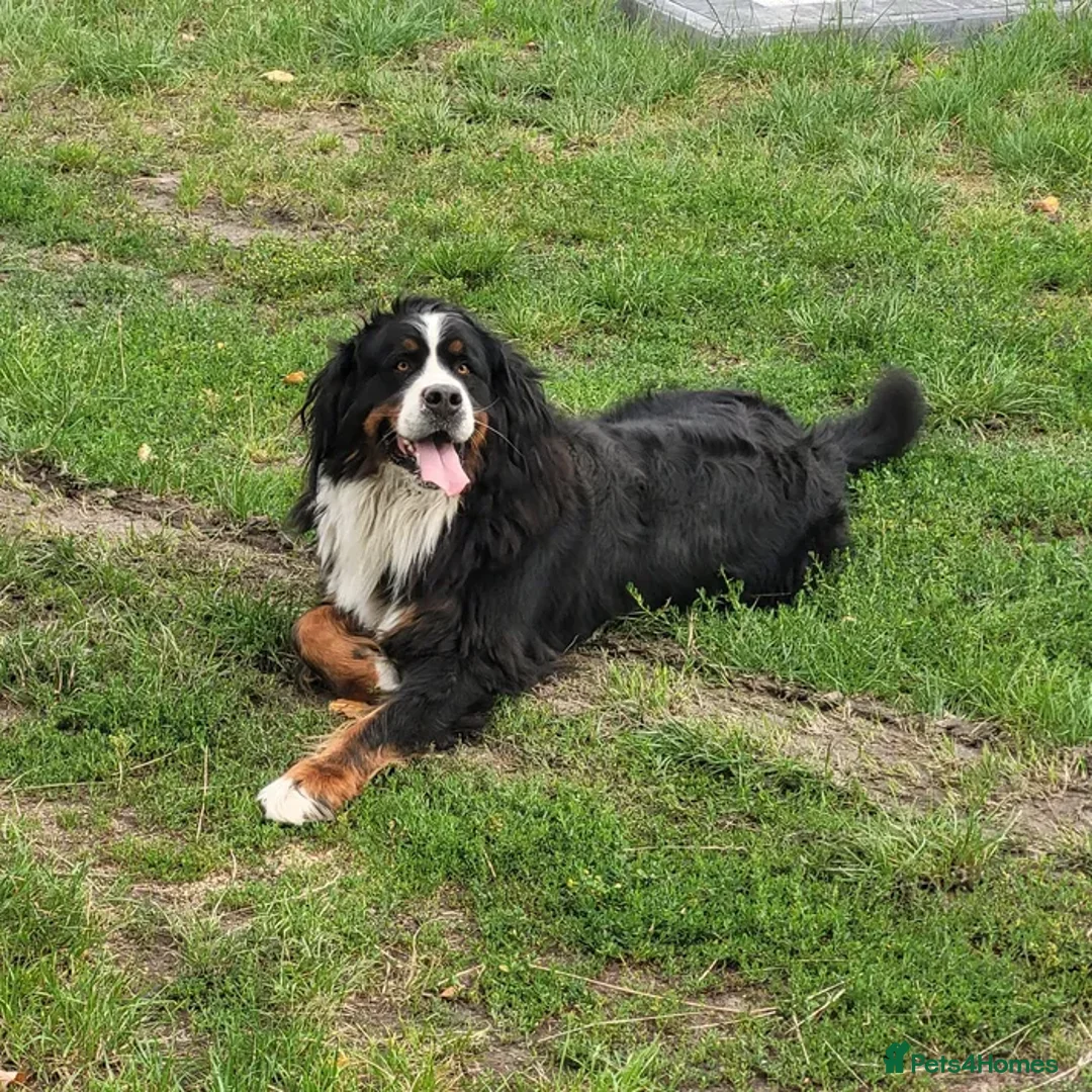 Bernese Mountain Dog dogs for sale: Bernese Mountain Dog – Best Friend for Life ❤️ - Image 8