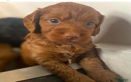 Poodle dogs for stud: GORGEOUS PHANTOM POODLE STUD  - Image 10