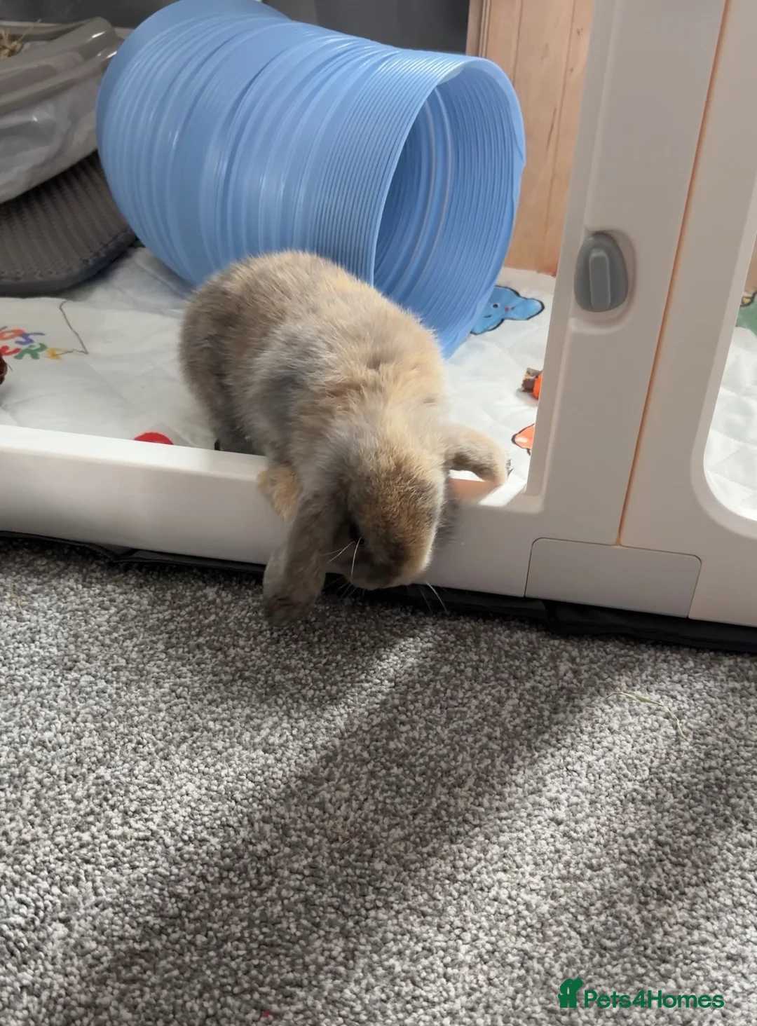 Mini Lop rabbits for sale: Male mini lop (read description)  in Winsford - Advert 1