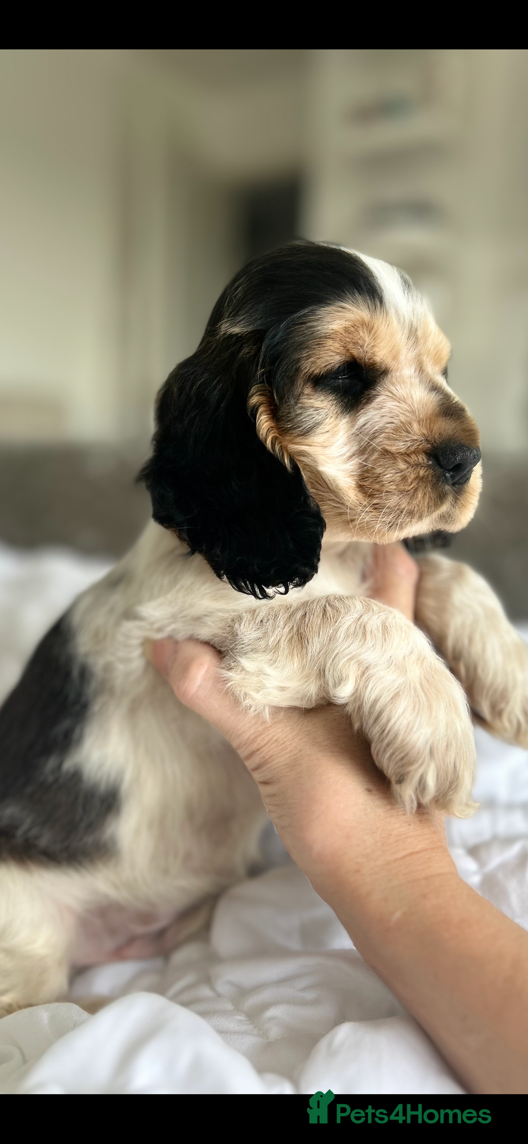 Cocker Spaniel dogs for sale: OUTSTANDING KC REG SHOW COCKER SPANIEL PUPPIES  - Image 14