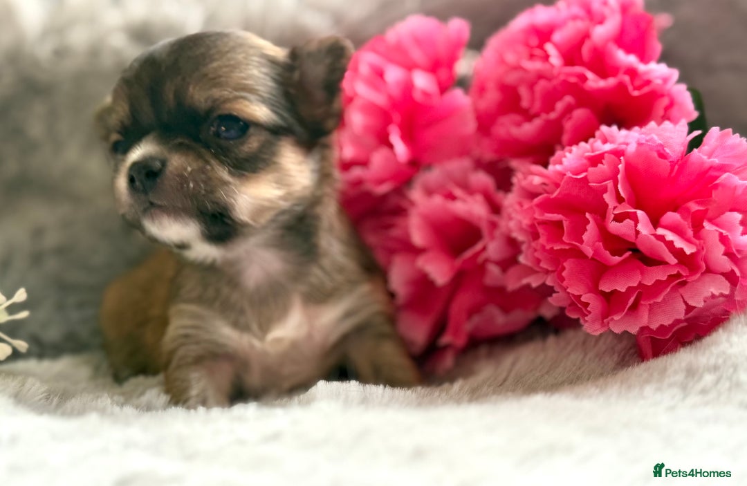 Chihuahua dogs for sale: Last show quality KC long coat Boy  - Advert 14