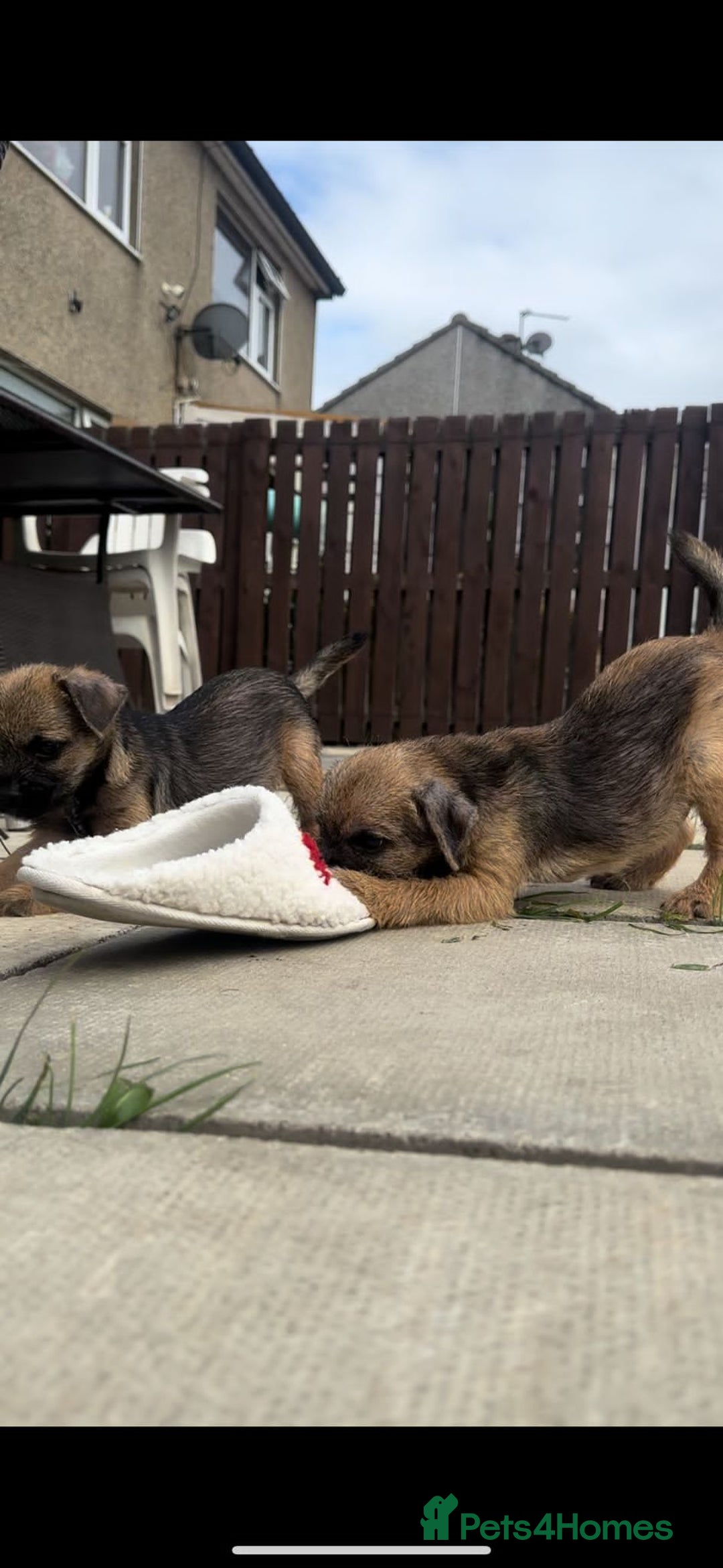 Border Terrier dogs for sale: Border Terrier Pups ready to go vet checked  in Bradford - Image 3