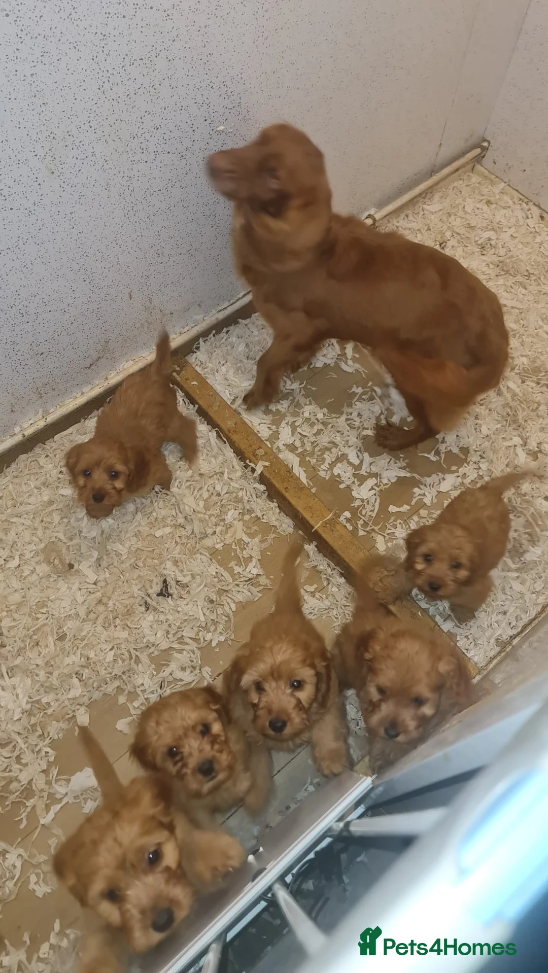 Poodle dogs for stud: Red K.C Reg Miniature Poodle 4 Stud HEALTH TESTED in Chesterfield - Advert 5