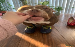 Mixed Breed dogs for sale: Stunning female pocket bully age 3 - Image 14