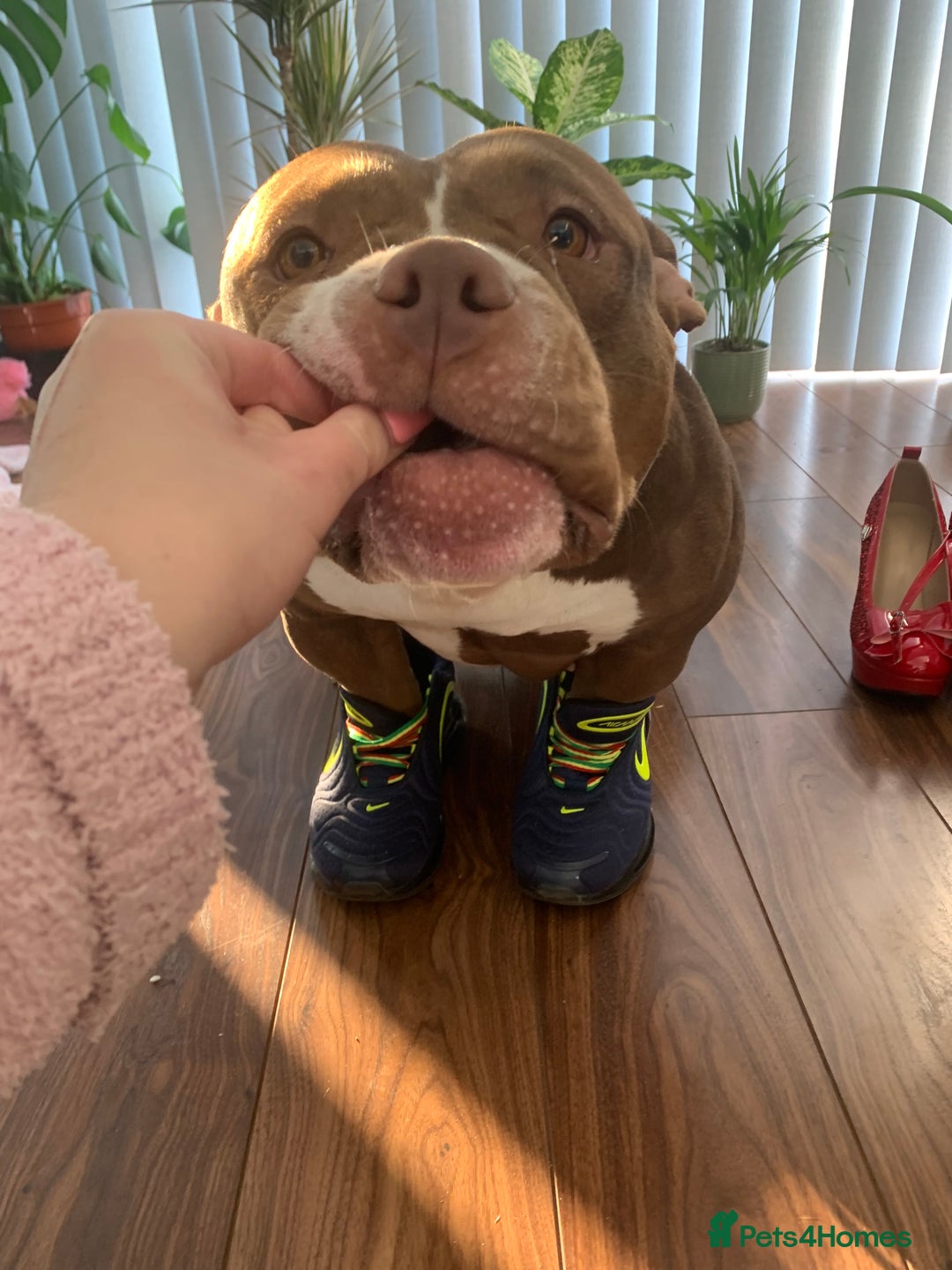 Mixed Breed dogs for sale: Stunning female pocket bully age 3 - Image 14