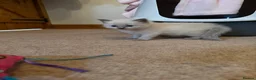 Ragdoll cats for sale: Pure Ragdolls Girl kittens - Advert 17
