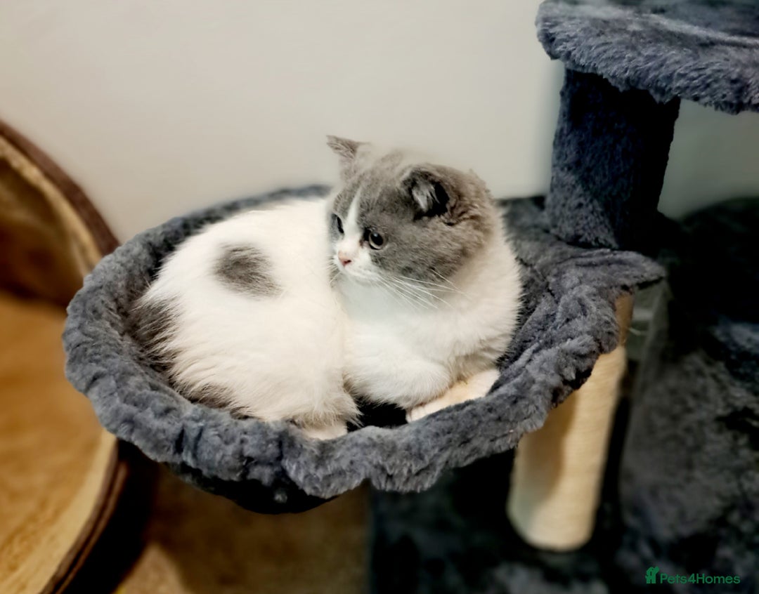 British Shorthair cats for sale: Gorgeous Blue Bicolour British Shorthair Male - Image 18