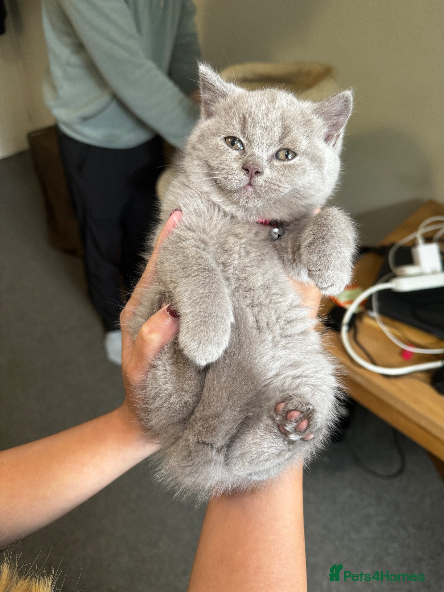 British Shorthair cats BSH  kittens lilac and blue - Advert 2